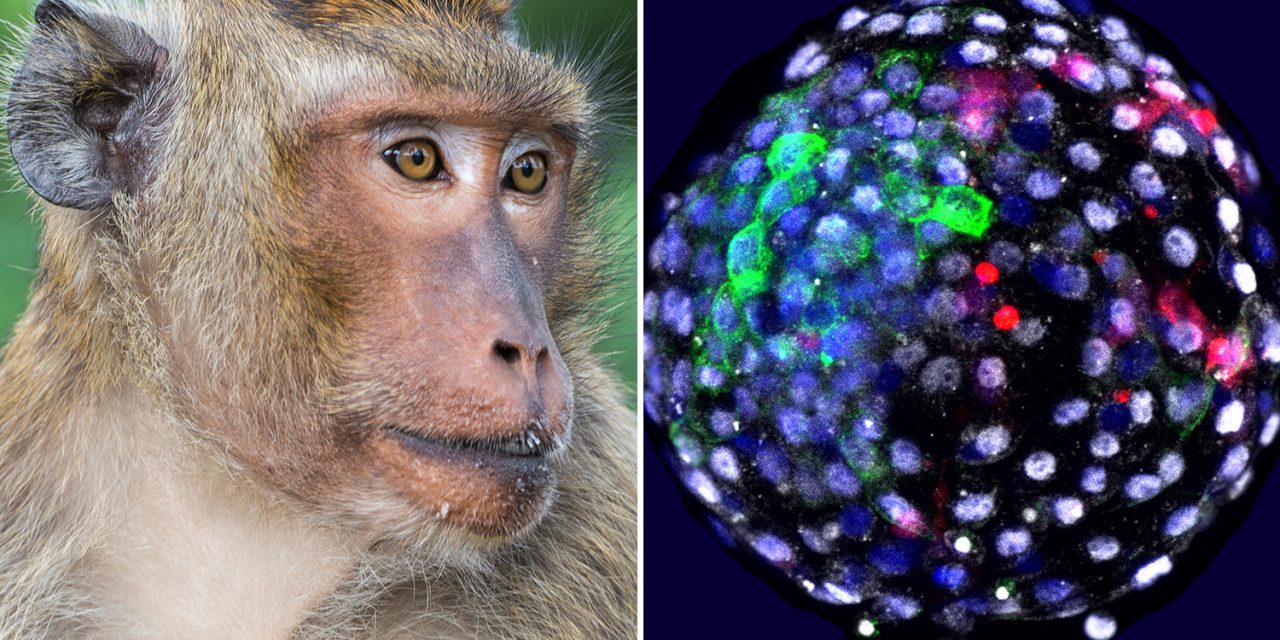 First part-human, part-monkey embryo created by scientists sparks outcry