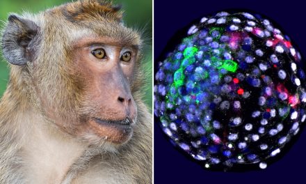 First part-human, part-monkey embryo created by scientists sparks outcry